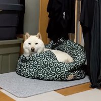ベッドにすっぽりおさまってこちらを見る犬