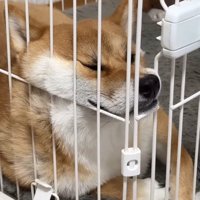 柵にもたれてウトウトする柴犬