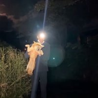 抱き上げられる犬