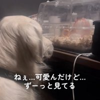 後ろ姿を見つめるれんちゃん