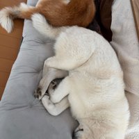 眠る秋田犬たち