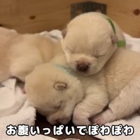 くっついてお昼寝