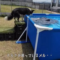 プールに入るのをためらうメルちゃん