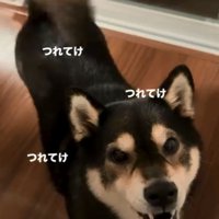 圧がスゴイももちゃん