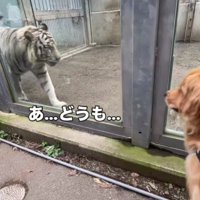 「あ…どうも…」