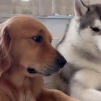 横目でハスキー犬を見るゴールデンレトリバー