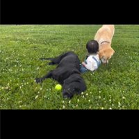 座る犬と赤ちゃん