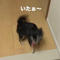尻尾を振って喜ぶササちゃん