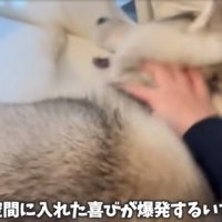喜ぶ犬