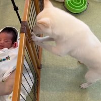 ゲートをカリカリ！！