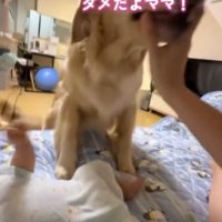 ベッドに乗って飼い主に顔を近づける犬