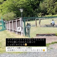 フェンスの前でじっと立つ犬