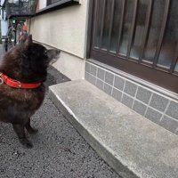 ドアの前で大人しく待機