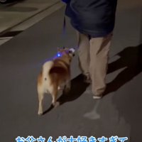 お父さんと散歩するロンくん