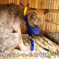 保護当時のチャーリーちゃん