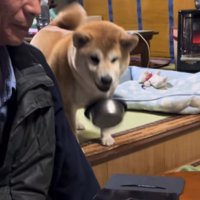 皿を落とす犬