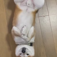 フローリングでへそてんしながら撫でられる柴犬