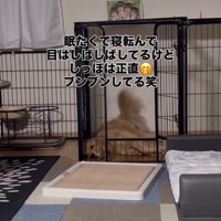 お姉ちゃん帰宅時のこむぎちゃん2