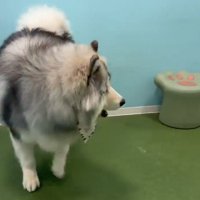 チャウチャウが落としたおやつを食べるアラスカン・マラミュート