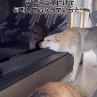 テレビの液晶に頬をくっつけているチェコスロバキアンウルフドッグ