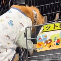 カートに乗り込むならちゃん