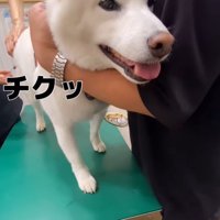 注射を打った時のだい吉くん5