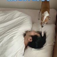 パパが大好きなことぶきちゃん