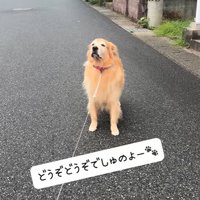 置いて行かれても平気な大型犬