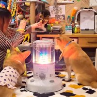 ディス子さんはいらないようです