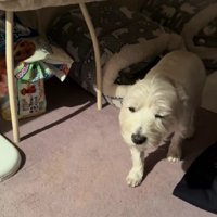 スローすぎる動きに爆笑♪