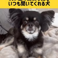 話を聞く犬
