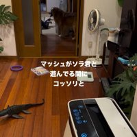 遊んでいる投稿主の息子と大型犬