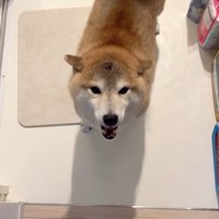 「僕にもドライヤーの風当てて～！」