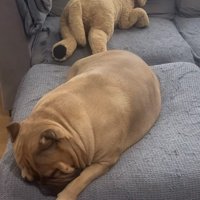 爆睡中で起きない犬