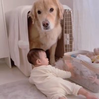 困ったような顔の犬2