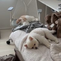 2匹とも眠そう