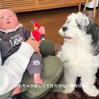 おもちゃが欲しいわんこ