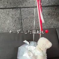ウエディングドレスを着た犬