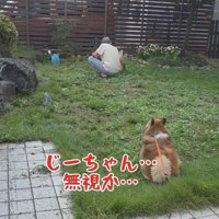人の背中を見つめて座る犬