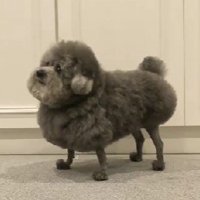 アニメ犬みたいな姿に！？