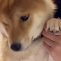 ダンスパートナーのよう