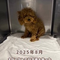ケージの隅で震えるボサボサのトイプードルのパピー