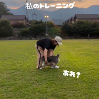 輪っかをくぐり抜ける犬2