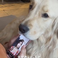 スマホにアゴを乗せる大型犬