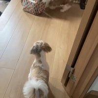 「怖いから隠れておこう…」