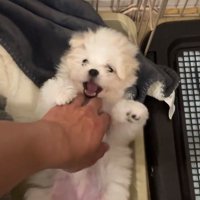 さっそくお腹を見せてゴロ～ン♪