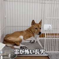 雷に怯える明智くん