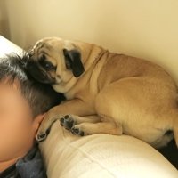 パパさんの頭にあご乗せ