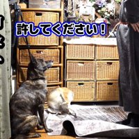 反省しているような表情で座る犬と、体を掻く犬