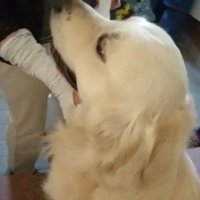 「偉いね～」と撫でると…